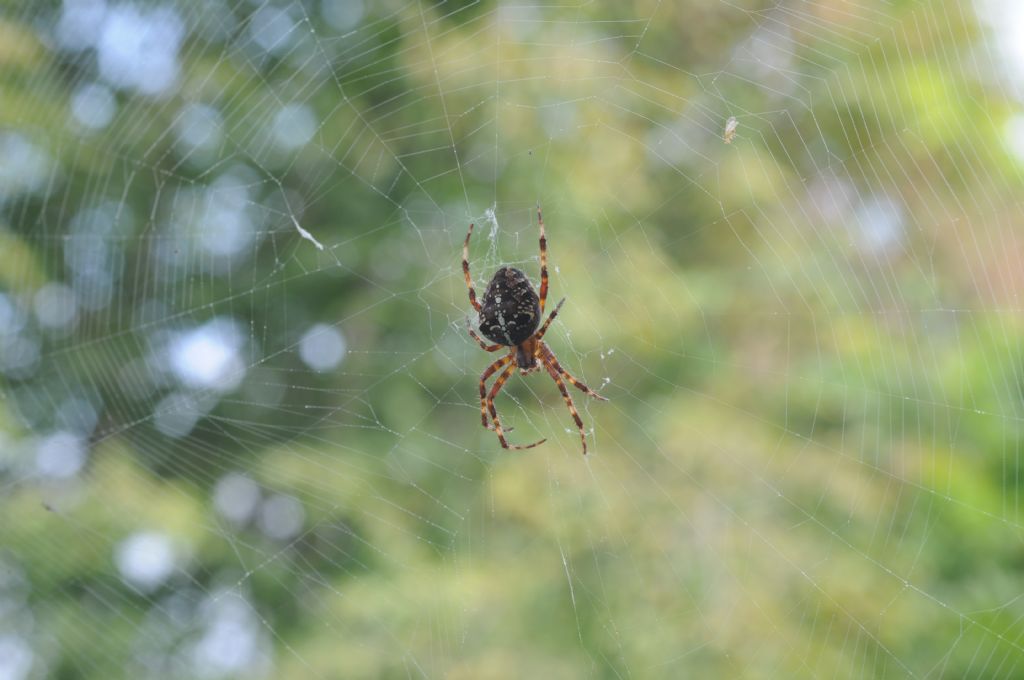 Araneus diadematus - S. Giuliano N. (AL)